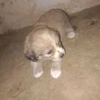فروشه توله سگ پاپی