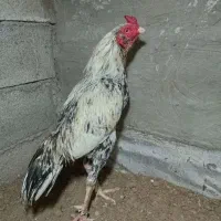 خروس وارداتی