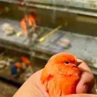قناری