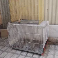 قفس