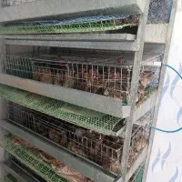 تعداد75عدد بلدرچین50روزه آماده تخم گزاری