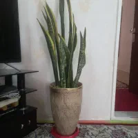 گل سانسوریا