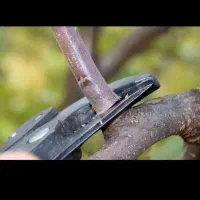 باغبانی هرس سم و کود دهی باغچه و باغ گاردن