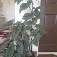 گل طبیعی سرحال و تازه