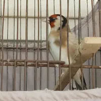 فروش سهره نر دو ساله