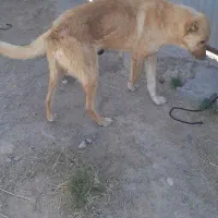 سگ محلی