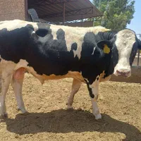 گوساله نر ۴۰۰کیلو