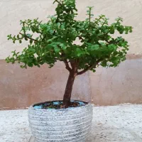 درختچه خرفه‌ای ژاپنی