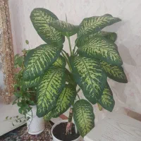 گل طبیعی دیفن باخیا
