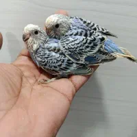 مرغ عشق سرلاکی