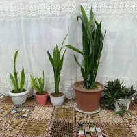 فروش گل