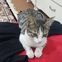 واگذاری گربه نر ۶ ماهه