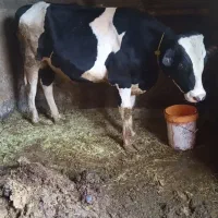 گوساله