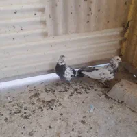 سلام ۶جفت یکجا ۵میلیون