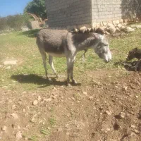 الاغ|حیوانات مزرعه|خرم‌آباد, |دیوار