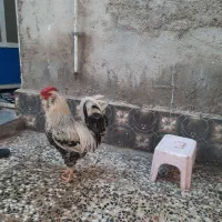 خروس محلی ریشو