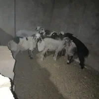 فروش چند عدد بر ماده