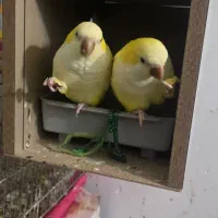 پرنده راهب زرد