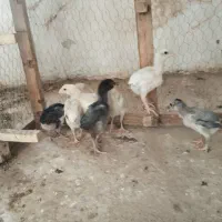 جوجه لاری طوسی