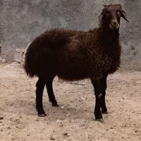 بره نر هتروزایگوت
