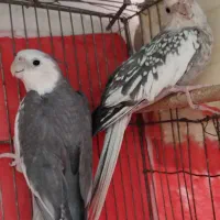 عروس هلندی