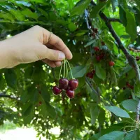 فروش گیلاس محلی حتکن(۲۵۰ تومن)