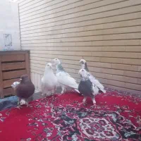 قره کرمونی دورگ هوایی