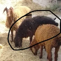 بره نر