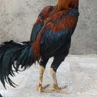 لاری تاجمهر نسلدار