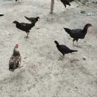 خروس لاری اصیل و جوجه