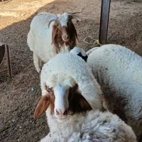 گوسفند نر بره 5عدد
