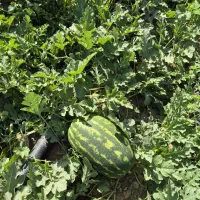 فروش هندوانه بیضی