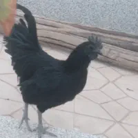نیمچه ایام سمانی ولاکندزی اصل استرالوپ هفت رنگ