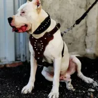 قلاده برای سگ