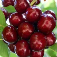 گیلاس فروشی