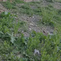 چاه دربست برقی