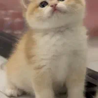 رنگ لاکچری گلد ny12 گربه