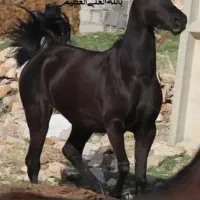 مادیان مشکی کره سیاوش همتی