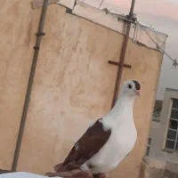 کفتر نقش سبزه قبا نقش کلاغ نقش زاغ سبزه قوا