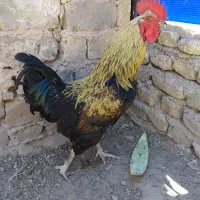 خروس محلی