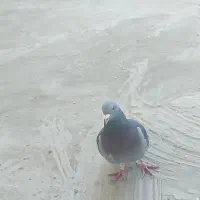 خوب|پرنده|قره پشتلو, |دیوار