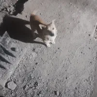 سگ ماده نژاد ایشتیک