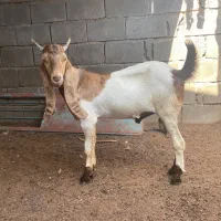 کهر نر|حیوانات مزرعه|رودان, |دیوار