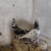 سار سرور آلمانی