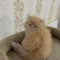 استانداردی نوین در پرورش. اصیل( گربه‌)