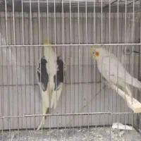 عروس مرغ عشق فنج قناری