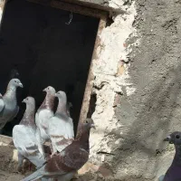 جوجه لای 8عدد