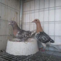 جفت کبوتر لارک، نقره ای کله زرد