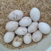 دو عدد غاز و تخم