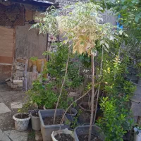 درختچه پیوندی افرا ابلغ
